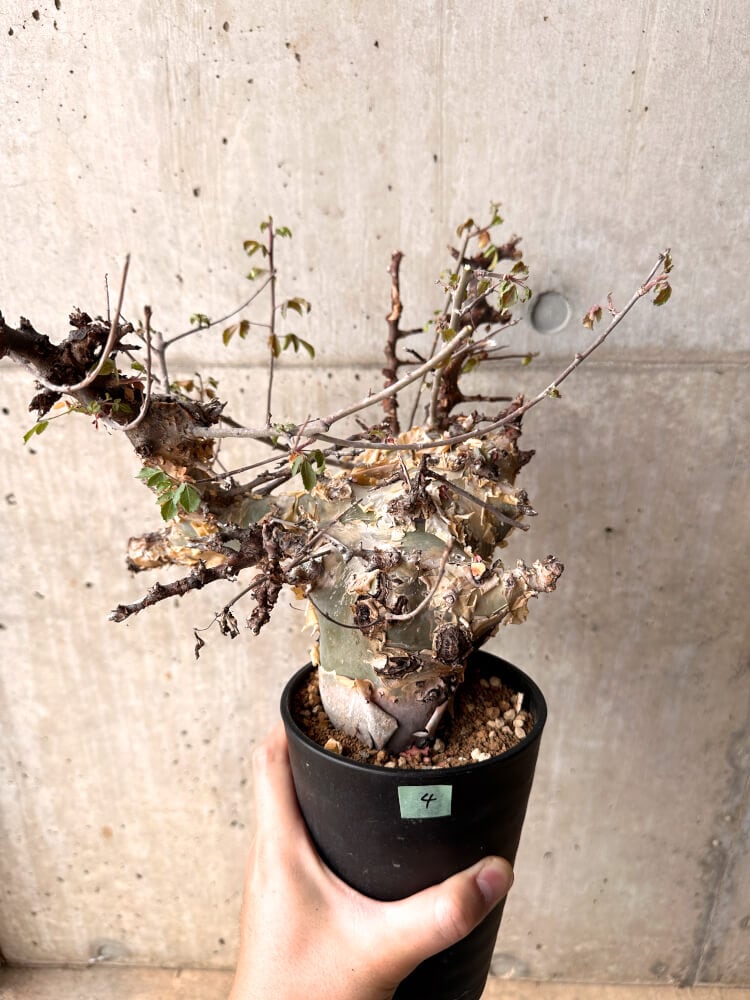 【現品限り】コミフォラ・カタフ ターカネンシス 発根済み 2年以上管理【D4】 Commiphora kataf turkanensis