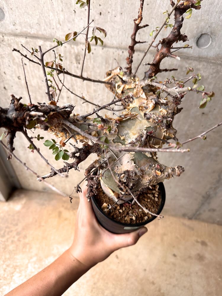 【現品限り】コミフォラ・カタフ ターカネンシス 発根済み 2年以上管理【D4】 Commiphora kataf turkanensis