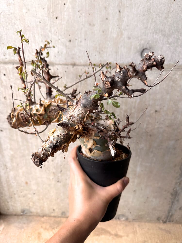 【現品限り】コミフォラ・カタフ ターカネンシス 発根済み 2年以上管理【D4】 Commiphora kataf turkanensis