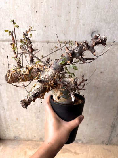 【現品限り】コミフォラ・カタフ ターカネンシス 発根済み 2年以上管理【D4】 Commiphora kataf turkanensis