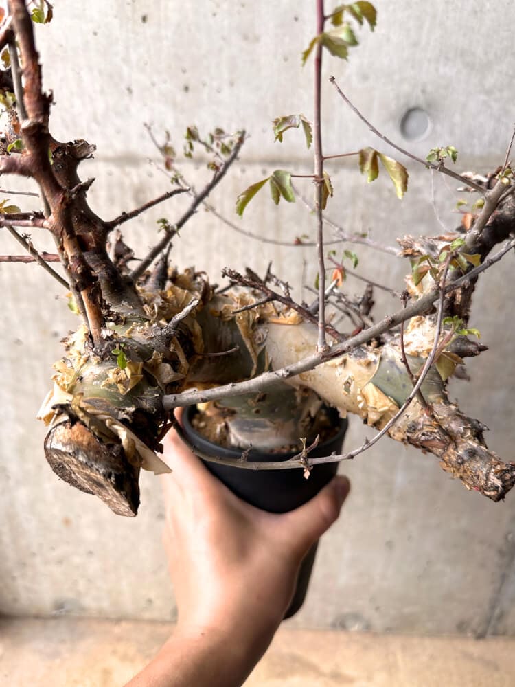 【現品限り】コミフォラ・カタフ ターカネンシス 発根済み 2年以上管理【D4】 Commiphora kataf turkanensis