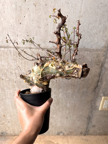 【現品限り】コミフォラ・カタフ ターカネンシス 発根済み 2年以上管理【D4】 Commiphora kataf turkanensis