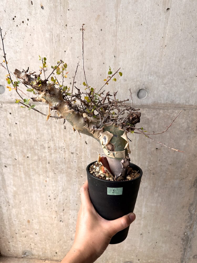 【現品限り】コミフォラ・カタフ ターカネンシス 発根済み 2年以上管理【D5】 Commiphora kataf turkanensis