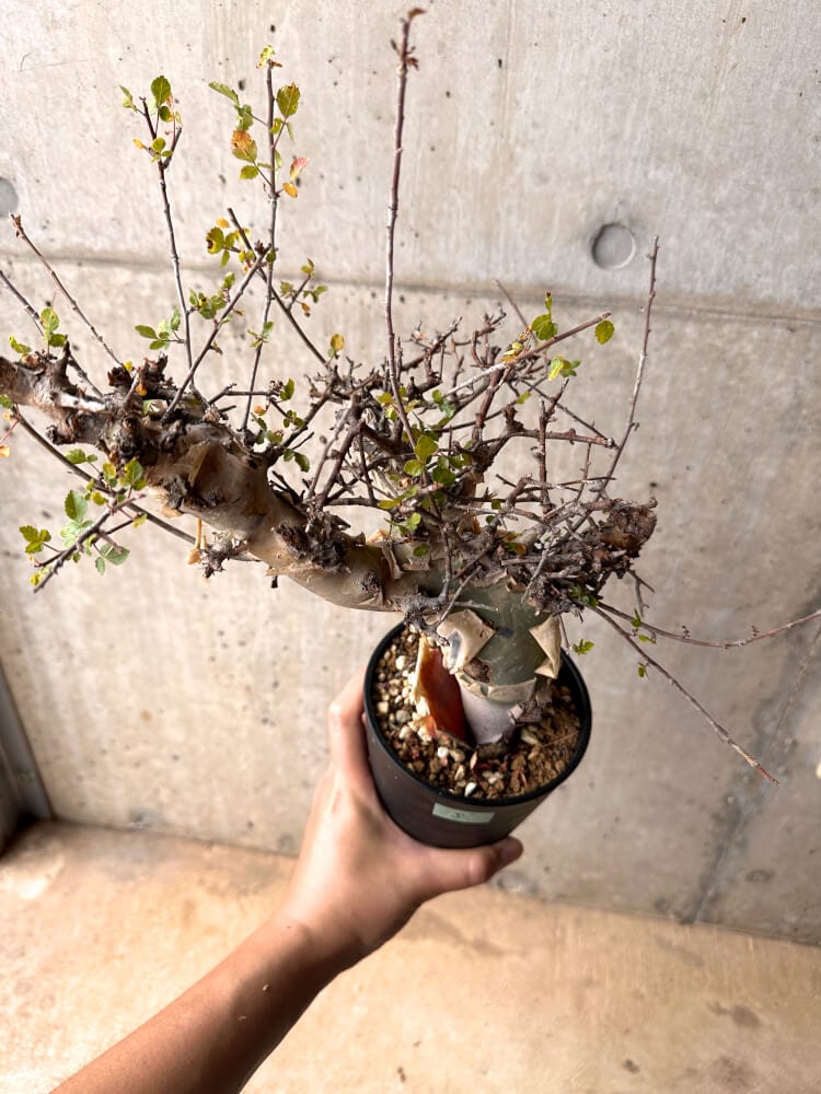 【現品限り】コミフォラ・カタフ ターカネンシス 発根済み 2年以上管理【D5】 Commiphora kataf turkanensis