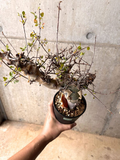 【現品限り】コミフォラ・カタフ ターカネンシス 発根済み 2年以上管理【D5】 Commiphora kataf turkanensis