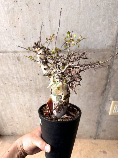【現品限り】コミフォラ・カタフ ターカネンシス 発根済み 2年以上管理【D5】 Commiphora kataf turkanensis