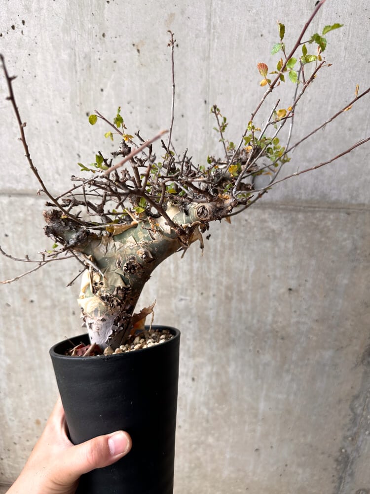 【現品限り】コミフォラ・カタフ ターカネンシス 発根済み 2年以上管理【D5】 Commiphora kataf turkanensis