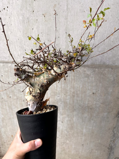 【現品限り】コミフォラ・カタフ ターカネンシス 発根済み 2年以上管理【D5】 Commiphora kataf turkanensis