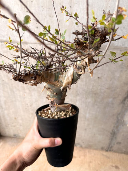 【現品限り】コミフォラ・カタフ ターカネンシス 発根済み 2年以上管理【D5】 Commiphora kataf turkanensis