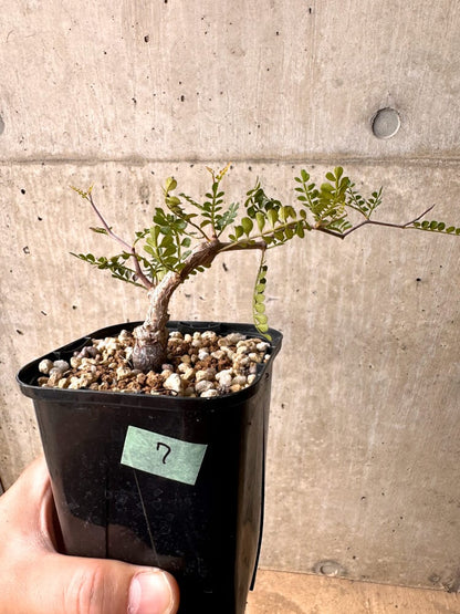 【現品限り】オペルクリカリア・パキプス 根挿し 大【D7】 Operculicarya pachypus