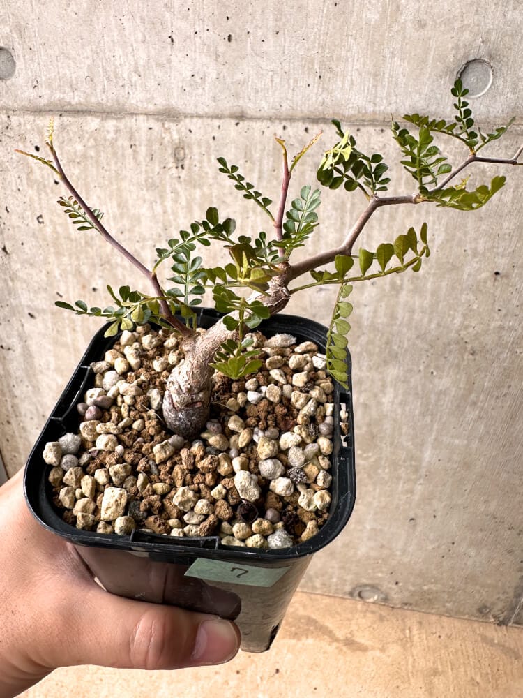 【現品限り】オペルクリカリア・パキプス 根挿し 大【D7】 Operculicarya pachypus