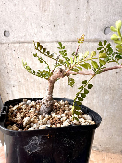 【現品限り】オペルクリカリア・パキプス 根挿し 大【D7】 Operculicarya pachypus