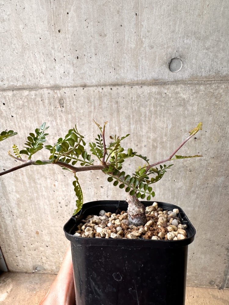 【現品限り】オペルクリカリア・パキプス 根挿し 大【D7】 Operculicarya pachypus