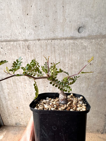 【現品限り】オペルクリカリア・パキプス 根挿し 大【D7】 Operculicarya pachypus