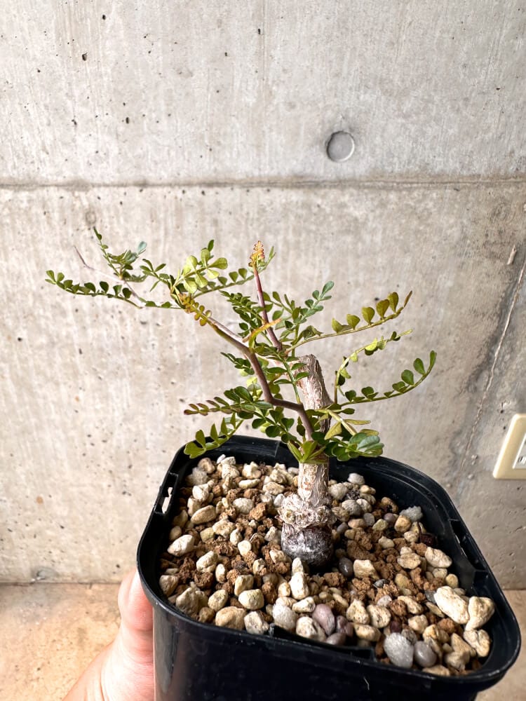 【現品限り】オペルクリカリア・パキプス 根挿し 大【D7】 Operculicarya pachypus