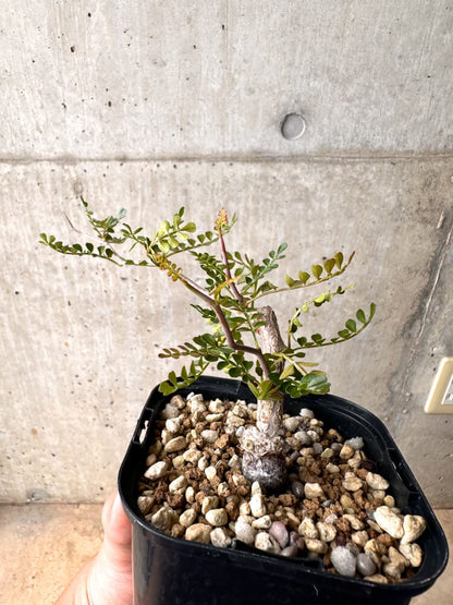 【現品限り】オペルクリカリア・パキプス 根挿し 大【D7】 Operculicarya pachypus