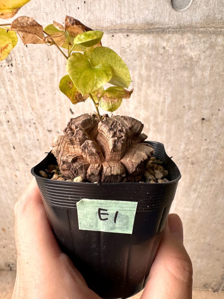 【現品限り】アフリカ亀甲竜【E1】 Dioscorea elephantipes