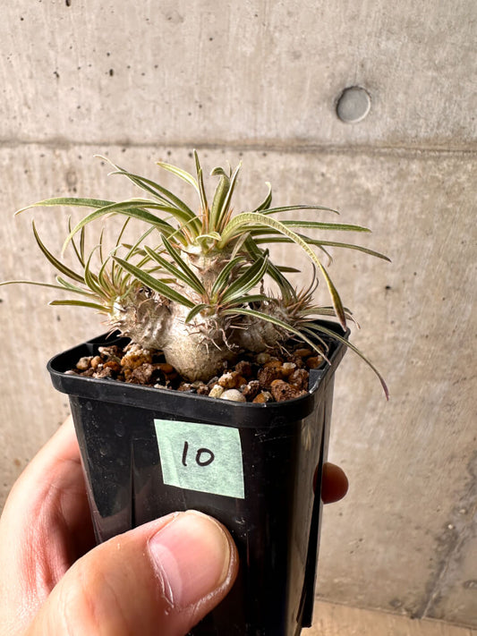【現品限り】パキポディウム・グラキリス 実生【E10】 Pachypodium gracilius