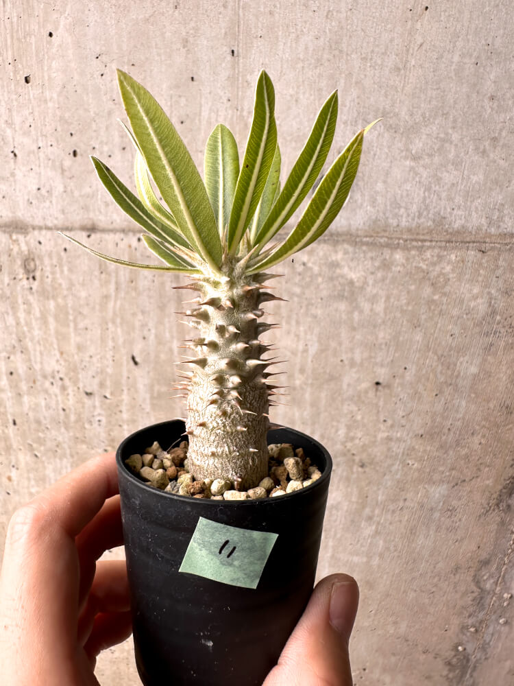 【現品限り】パキポディウム・ロスラーツム 実生【E11】 Pachypodium rosulatum