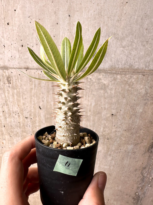 【現品限り】パキポディウム・ロスラーツム 実生【E11】 Pachypodium rosulatum