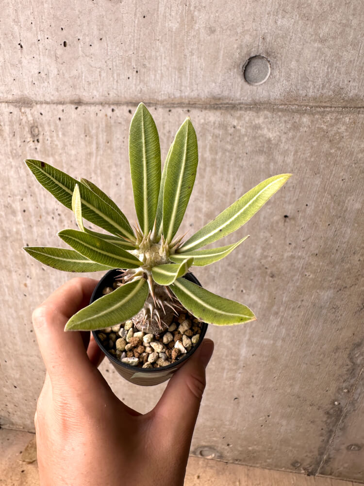 【現品限り】パキポディウム・ロスラーツム 実生【E11】 Pachypodium rosulatum