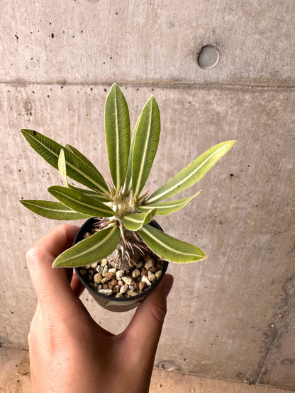 【現品限り】パキポディウム・ロスラーツム 実生【E11】 Pachypodium rosulatum