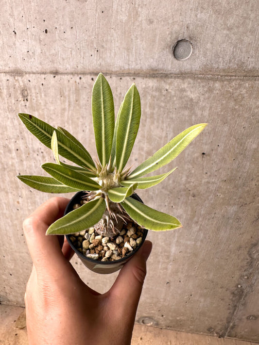 【現品限り】パキポディウム・ロスラーツム 実生【E11】 Pachypodium rosulatum