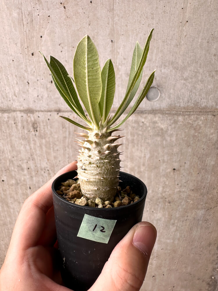 【現品限り】パキポディウム・ロスラーツム 実生【E12】 Pachypodium rosulatum