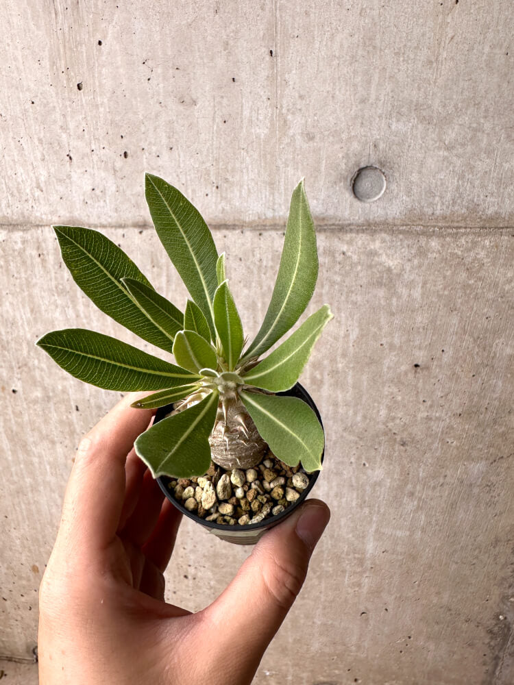【現品限り】パキポディウム・ロスラーツム 実生【E12】 Pachypodium rosulatum
