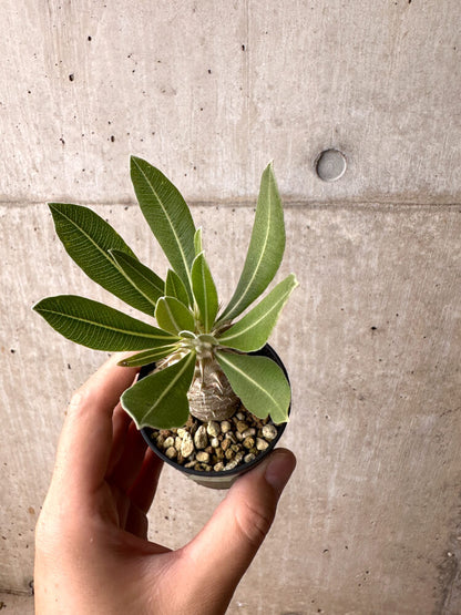 【現品限り】パキポディウム・ロスラーツム 実生【E12】 Pachypodium rosulatum