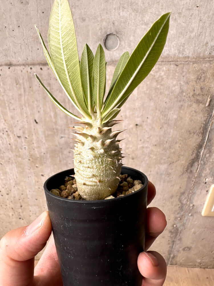 【現品限り】パキポディウム・ロスラーツム 実生【E12】 Pachypodium rosulatum