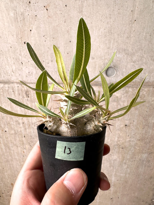 【現品限り】パキポディウム・ロスラーツム 実生【E13】 Pachypodium rosulatum
