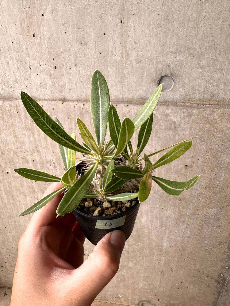 【現品限り】パキポディウム・ロスラーツム 実生【E13】 Pachypodium rosulatum