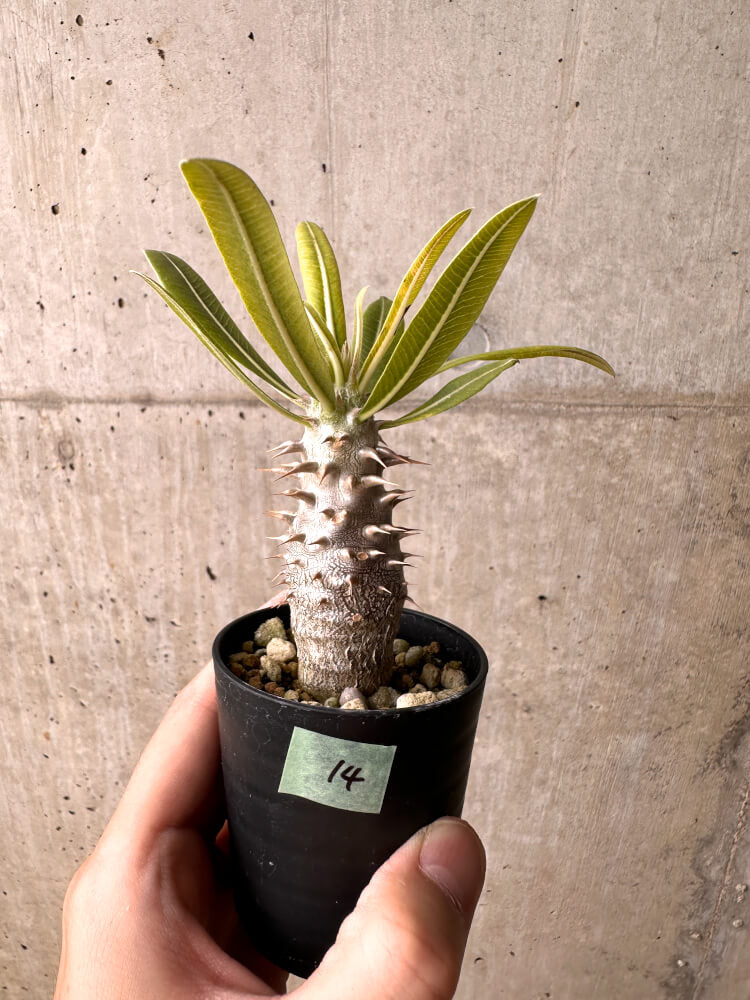 【現品限り】パキポディウム・ロスラーツム 実生【E14】 Pachypodium rosulatum