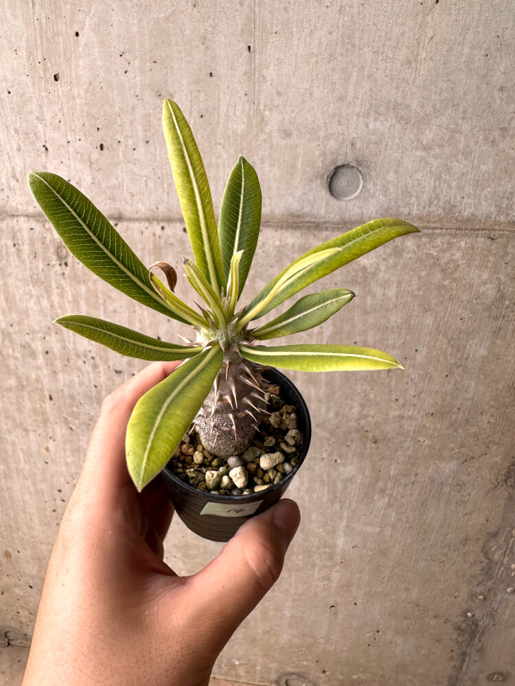 【現品限り】パキポディウム・ロスラーツム 実生【E14】 Pachypodium rosulatum
