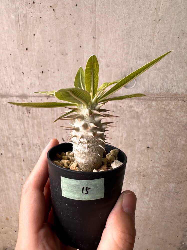 【現品限り】パキポディウム・ロスラーツム 実生【E15】 Pachypodium rosulatum