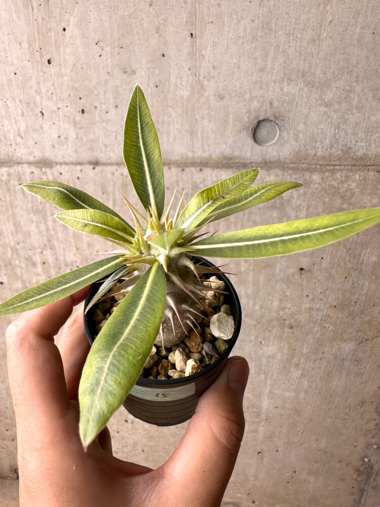 【現品限り】パキポディウム・ロスラーツム 実生【E15】 Pachypodium rosulatum