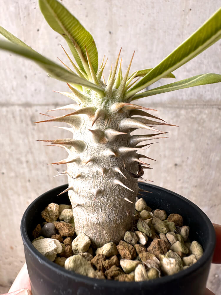 【現品限り】パキポディウム・ロスラーツム 実生【E15】 Pachypodium rosulatum