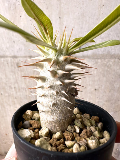 【現品限り】パキポディウム・ロスラーツム 実生【E15】 Pachypodium rosulatum