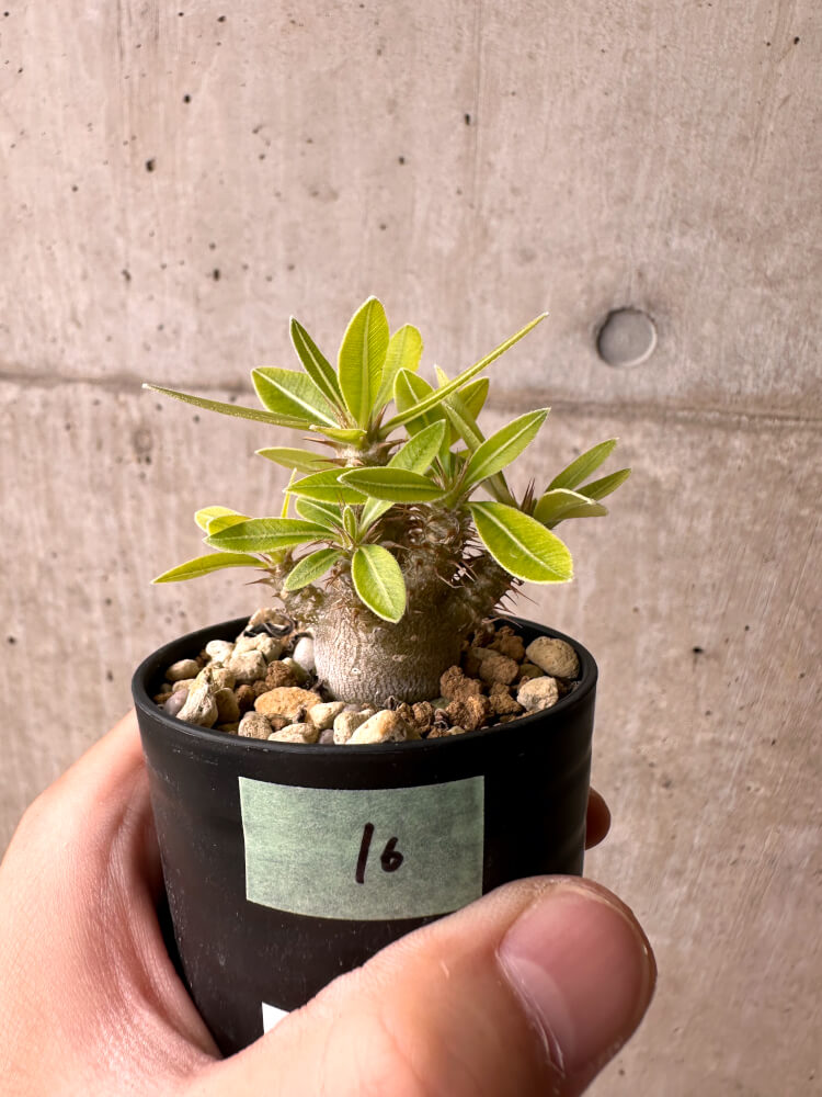 【現品限り】パキポディウム・マカイエンセ【E16】 Pachypodium makayense