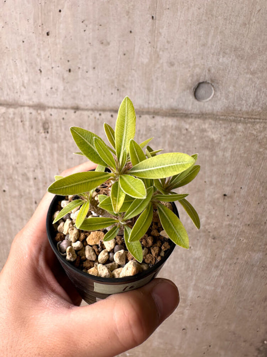 【現品限り】パキポディウム・マカイエンセ【E16】 Pachypodium makayense