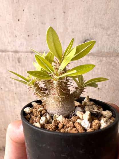 【現品限り】パキポディウム・マカイエンセ【E16】 Pachypodium makayense