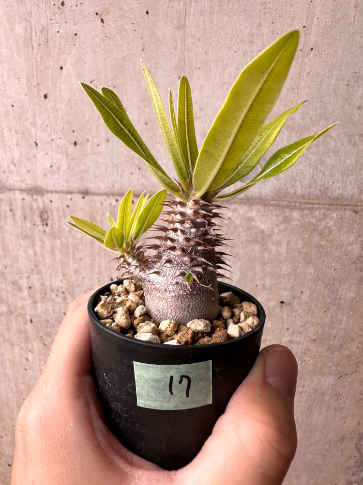 【現品限り】パキポディウム・マカイエンセ【E17】 Pachypodium makayense