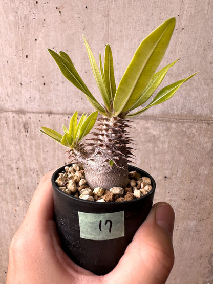 【現品限り】パキポディウム・マカイエンセ【E17】 Pachypodium makayense