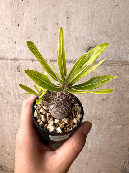 【現品限り】パキポディウム・マカイエンセ【E17】 Pachypodium makayense