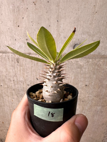 【現品限り】パキポディウム・マカイエンセ【E18】 Pachypodium makayense
