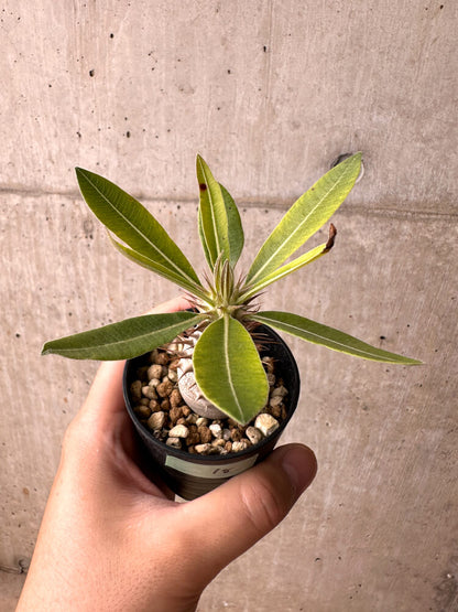 【現品限り】パキポディウム・マカイエンセ【E18】 Pachypodium makayense