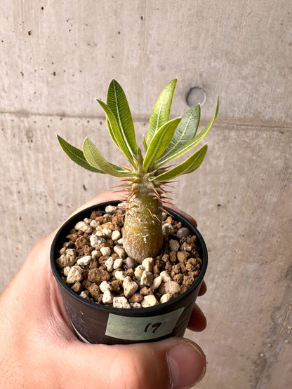 【現品限り】パキポディウム・マカイエンセ【E19】 Pachypodium makayense