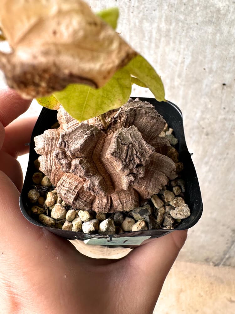 【現品限り】アフリカ亀甲竜【E1】 Dioscorea elephantipes