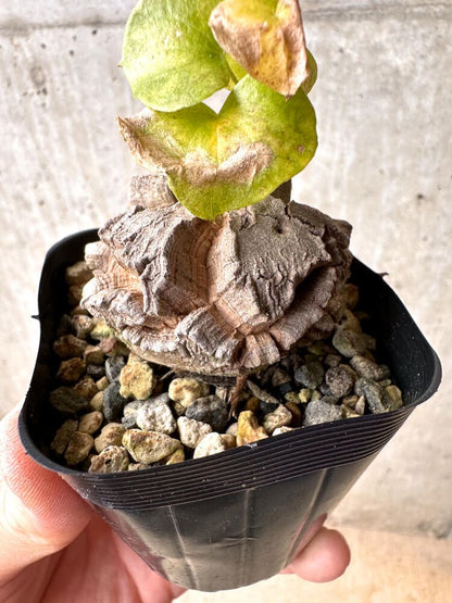 【現品限り】アフリカ亀甲竜【E1】 Dioscorea elephantipes